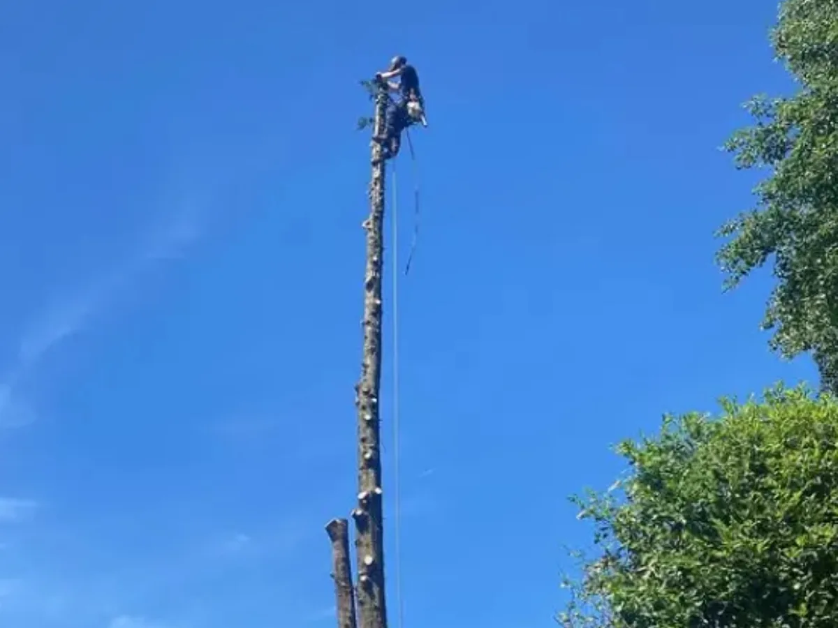 Tree surgeon at the top of a tall tree being dismantled in sections against a blue sky