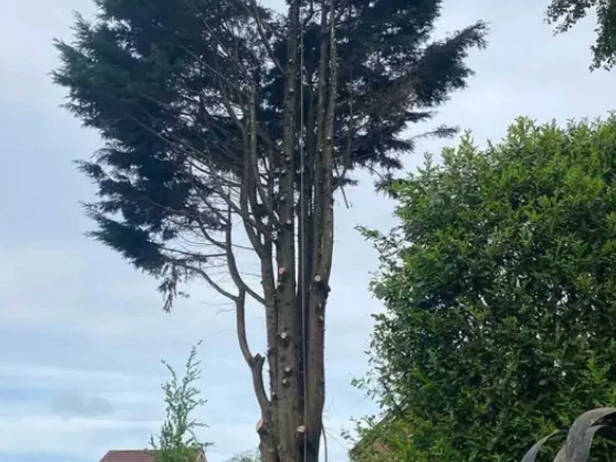 Tall conifer being dismantled in a residential garden, with the lower limbs removed and a rigging line in place