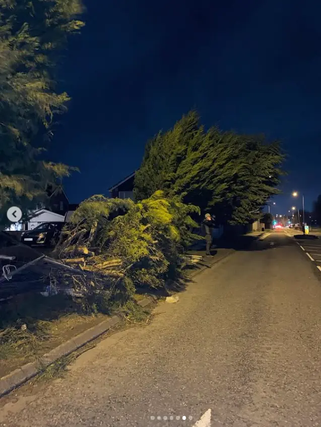 Fallen conifer lying across a pavement at night