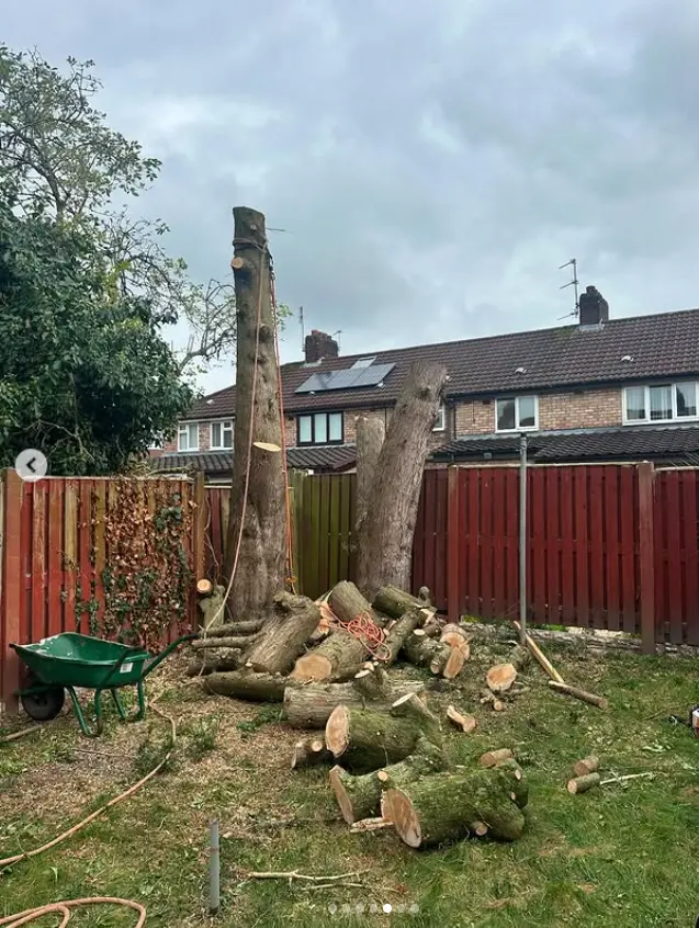 Felled tree cut into logs in a back garden