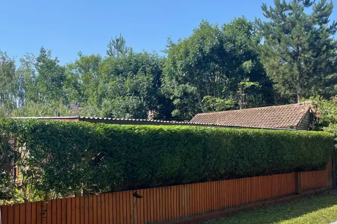 Long boundary hedge trimmed along a garden fence