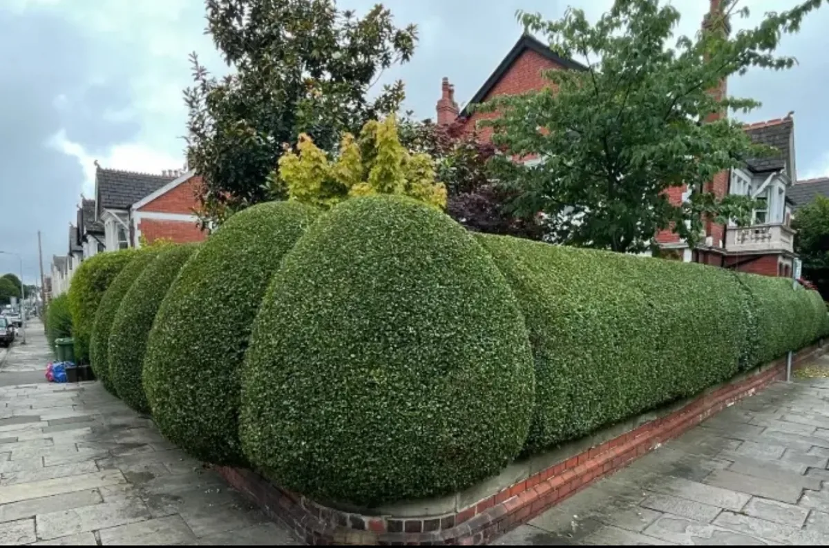 Privet hedge trimmed with rounded shaped ends along a brick garden wall