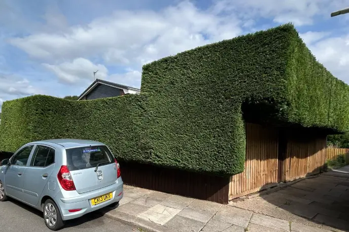 Tall conifer hedge trimmed square beside a driveway
