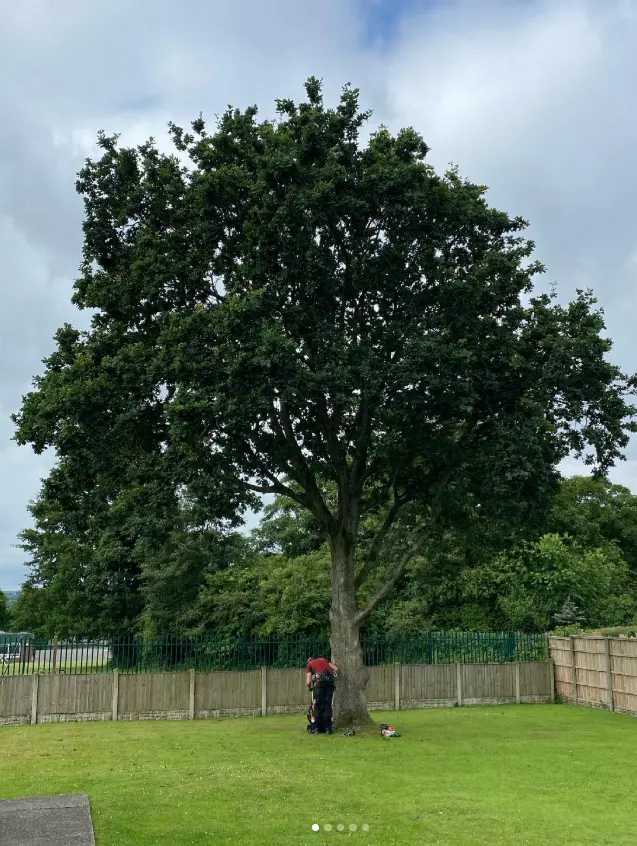 Large mature tree in a garden before tree surgery work