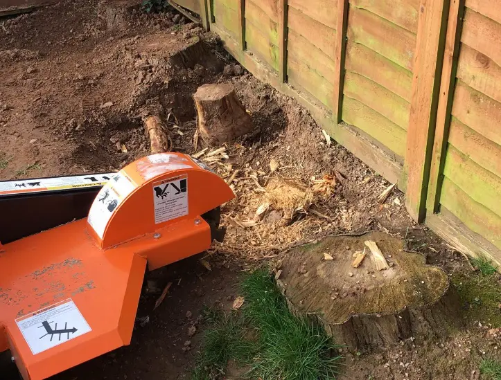 Stump grinder working on a tree stump beside a garden fence
