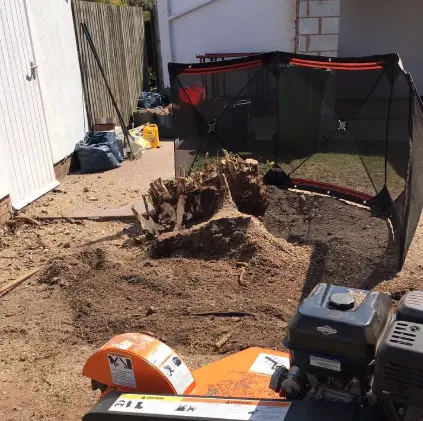 Petrol stump grinder set up behind a safety screen in a garden