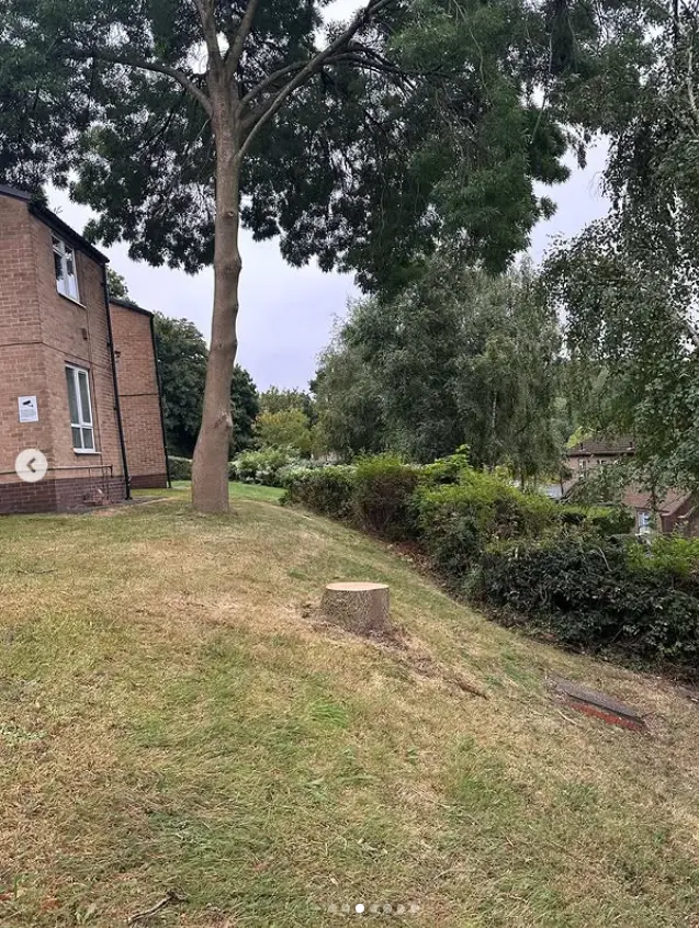 Cut tree stump left in a lawn ready for grinding