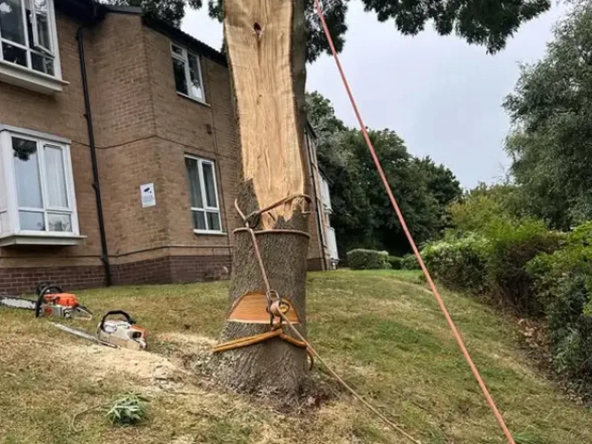 Large tree being dismantled beside a residential building, with rigging straps and hardware attached to the trunk